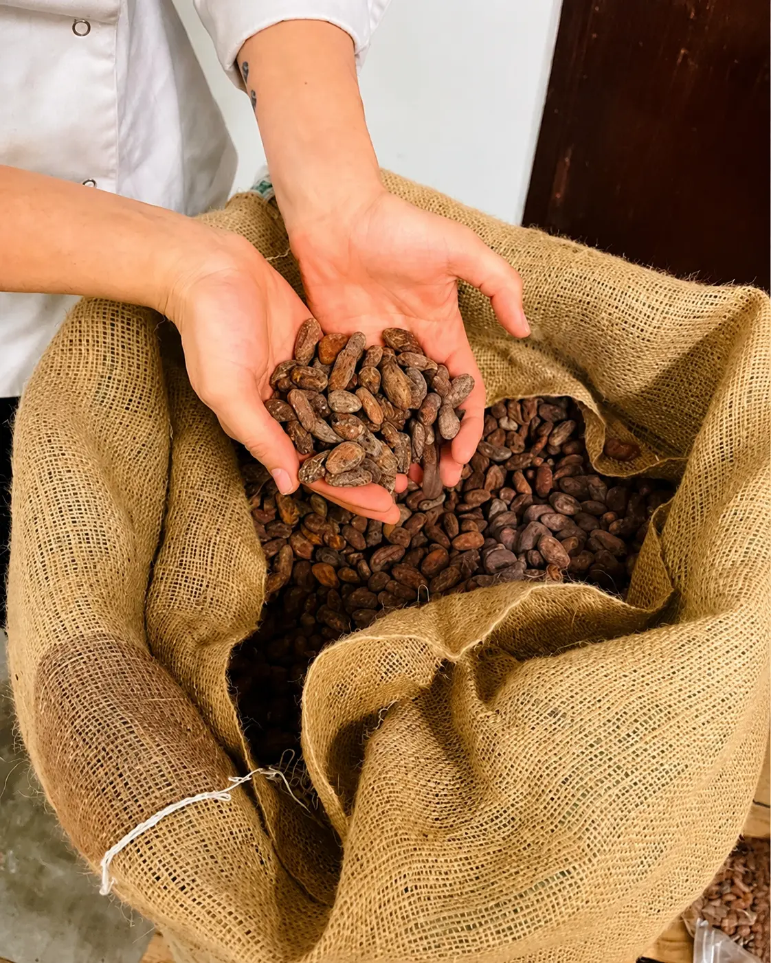 Mani che sollevano fave di cacao da un sacco di juta appena arrivato in laboratorio