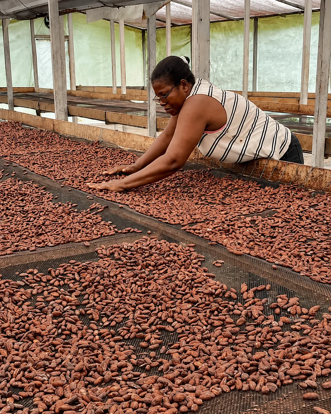 Produttrice colombiana che rimescola le fave durante l'essiccazione