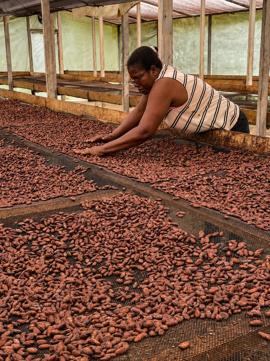 Donna impegnata nell'essiccazione del cacao a Tumaco, Colombia.