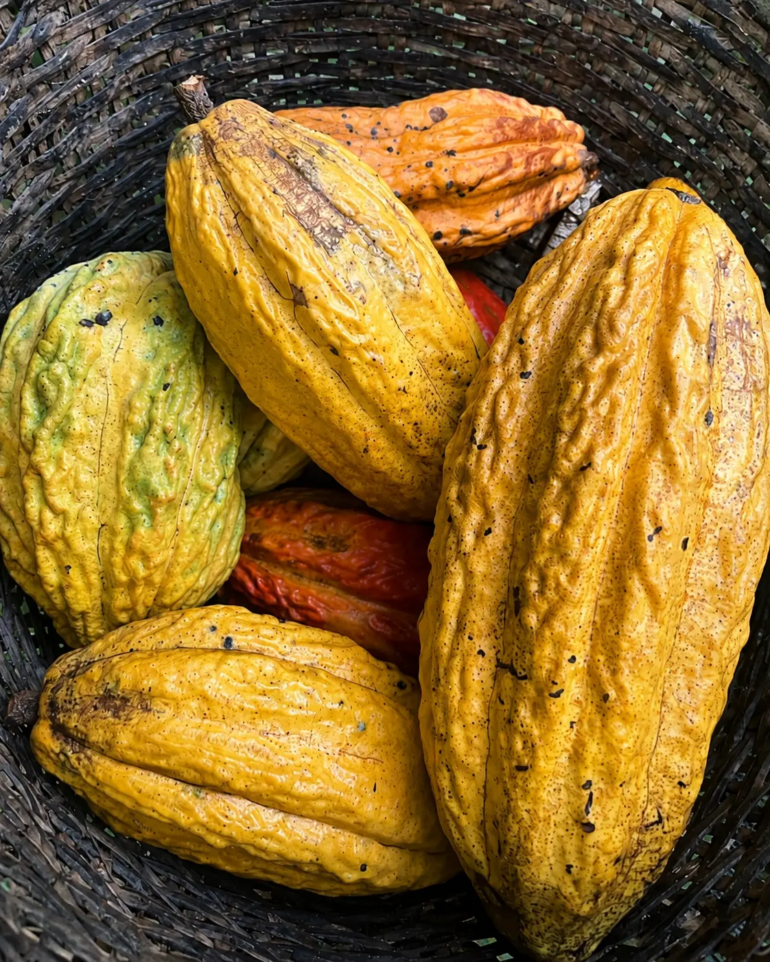 Cabosse di cacao appena raccolte in un cesto intrecciato