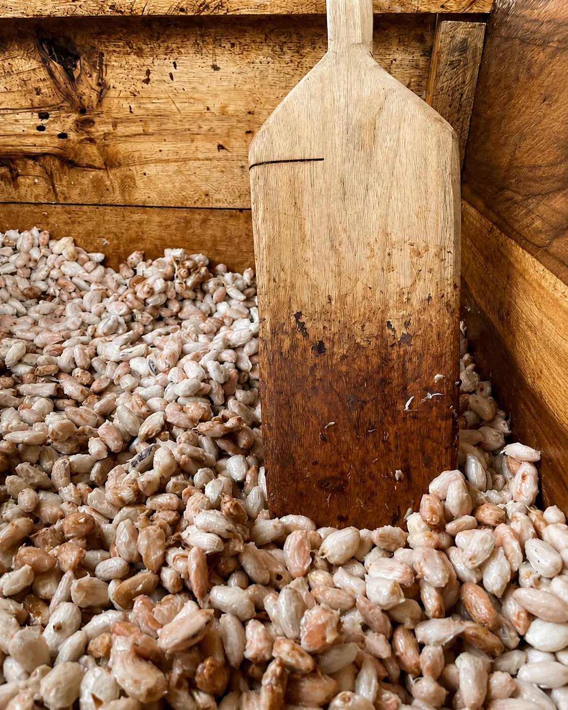 Fave di cacao in fermentazione in casse di legno