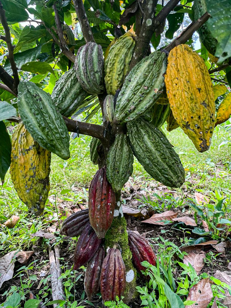 Produzione del cacao